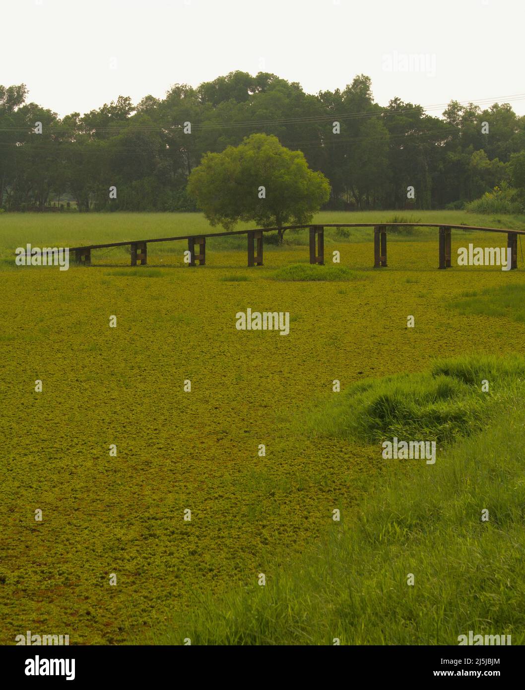 A river filled with Salvinia auriculata, a type of water plant, with grass and a footbridge across the river under an overcast sky Stock Photo