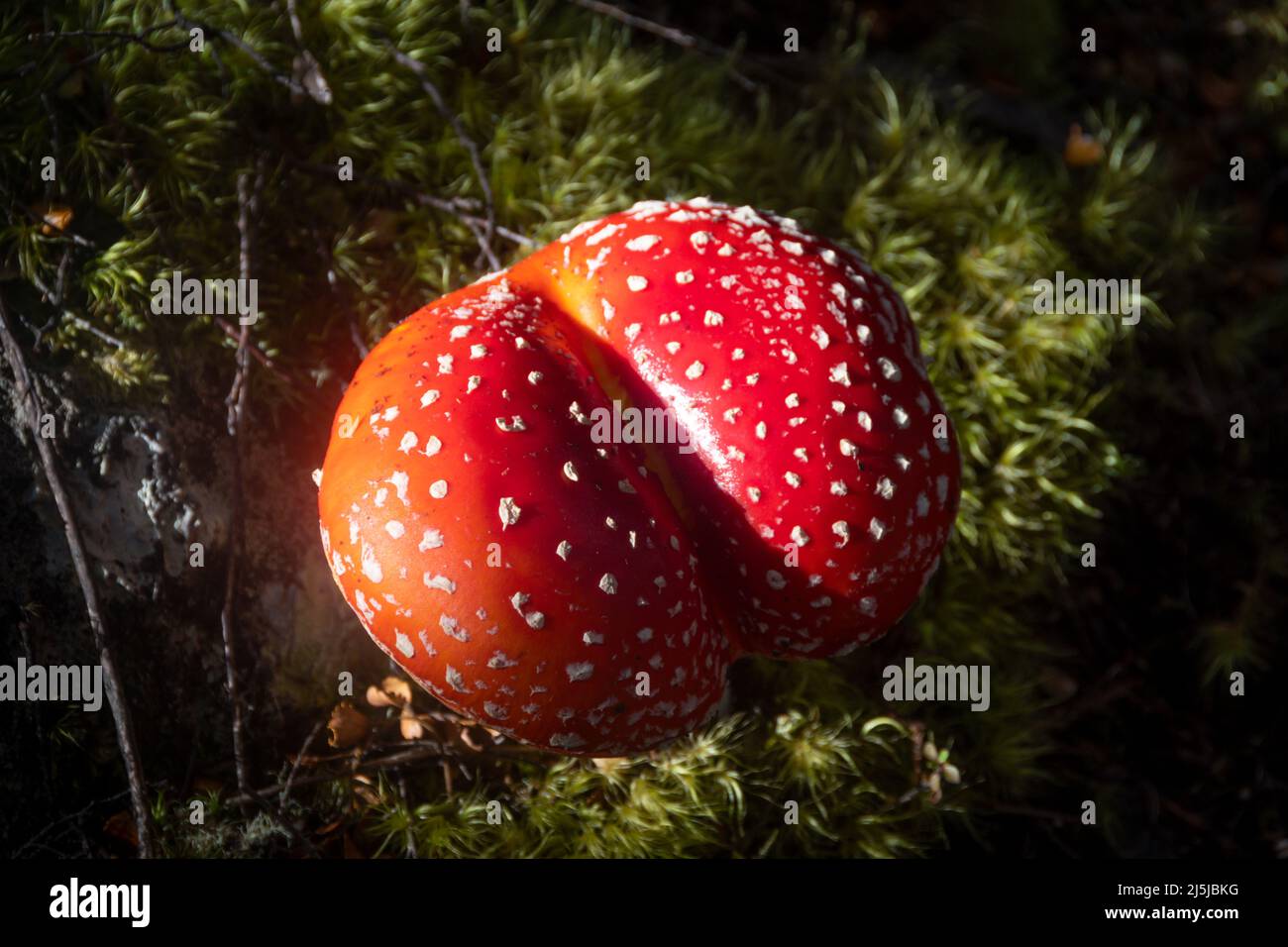 Red mushroom, scarlet fly cap or Amanita muscaria, St Arnaud, Nelson Lakes National Park, South Island, New Zealand Stock Photo