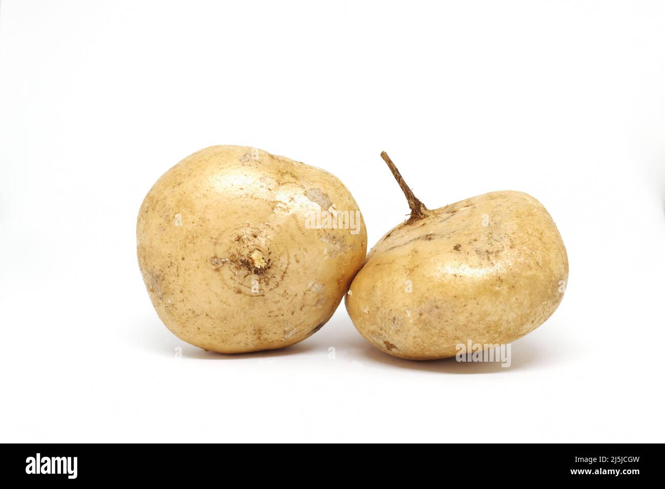 Whole fresh raw jicama, mexican turnip, yam bean, Pachyrhizus erosus or