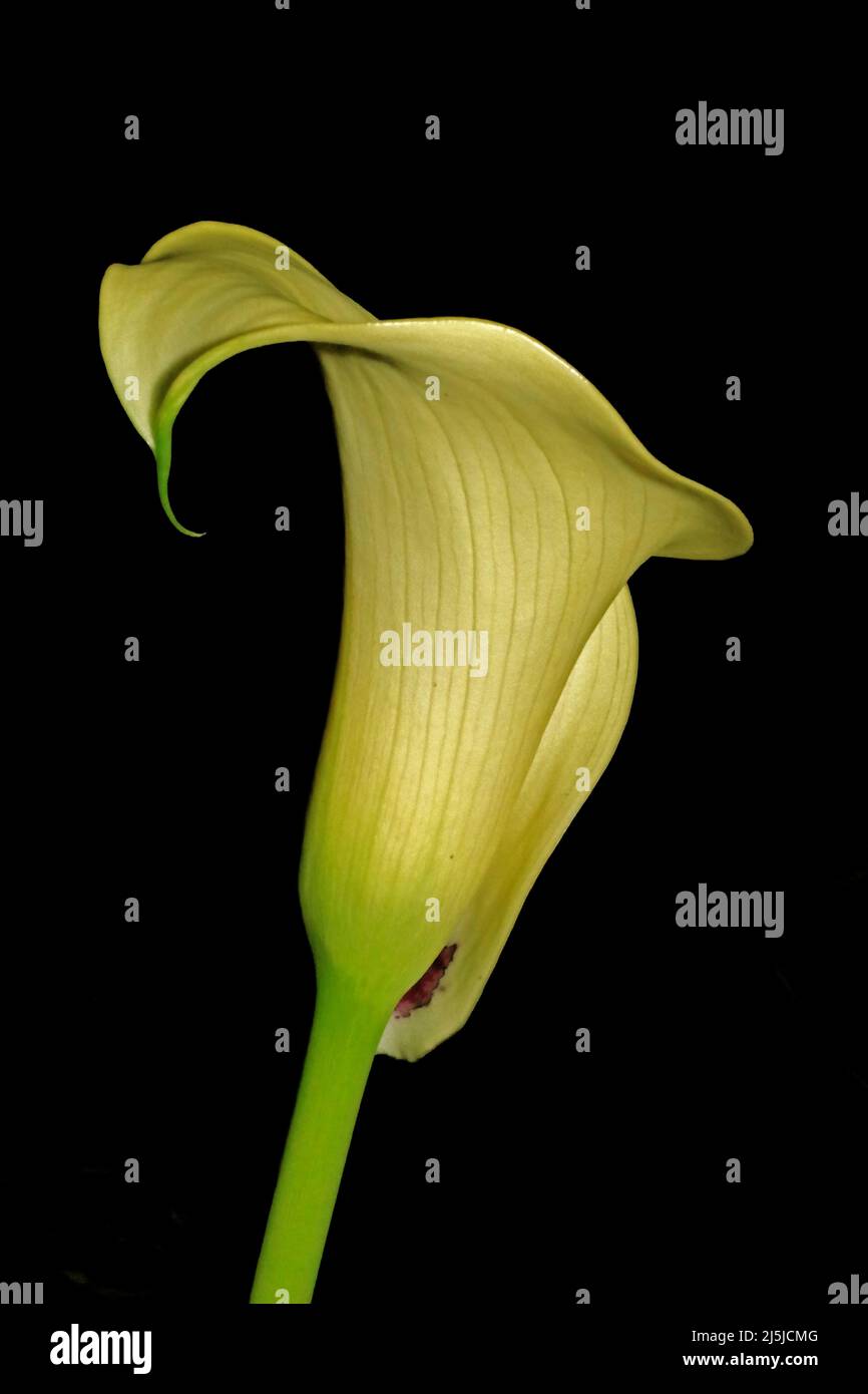 Yellow arum lily Stock Photo Alamy
