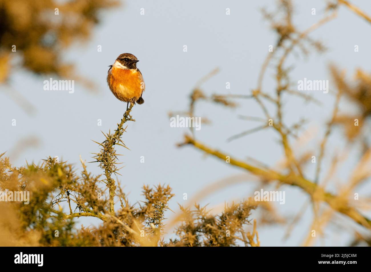 Male Stonechat [ Saxicola rubicola ] on gorse bush with out of focus branches in foreground Stock Photo