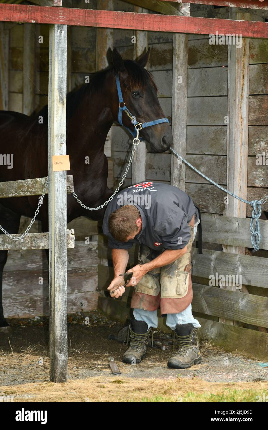 KUMARA, NEW ZEALAND, JANUARY 8, 2022; A farrier puts horseshoes on a horse before a race at the Gold Nuggets competition at the Kumara Race Track, Jan Stock Photo