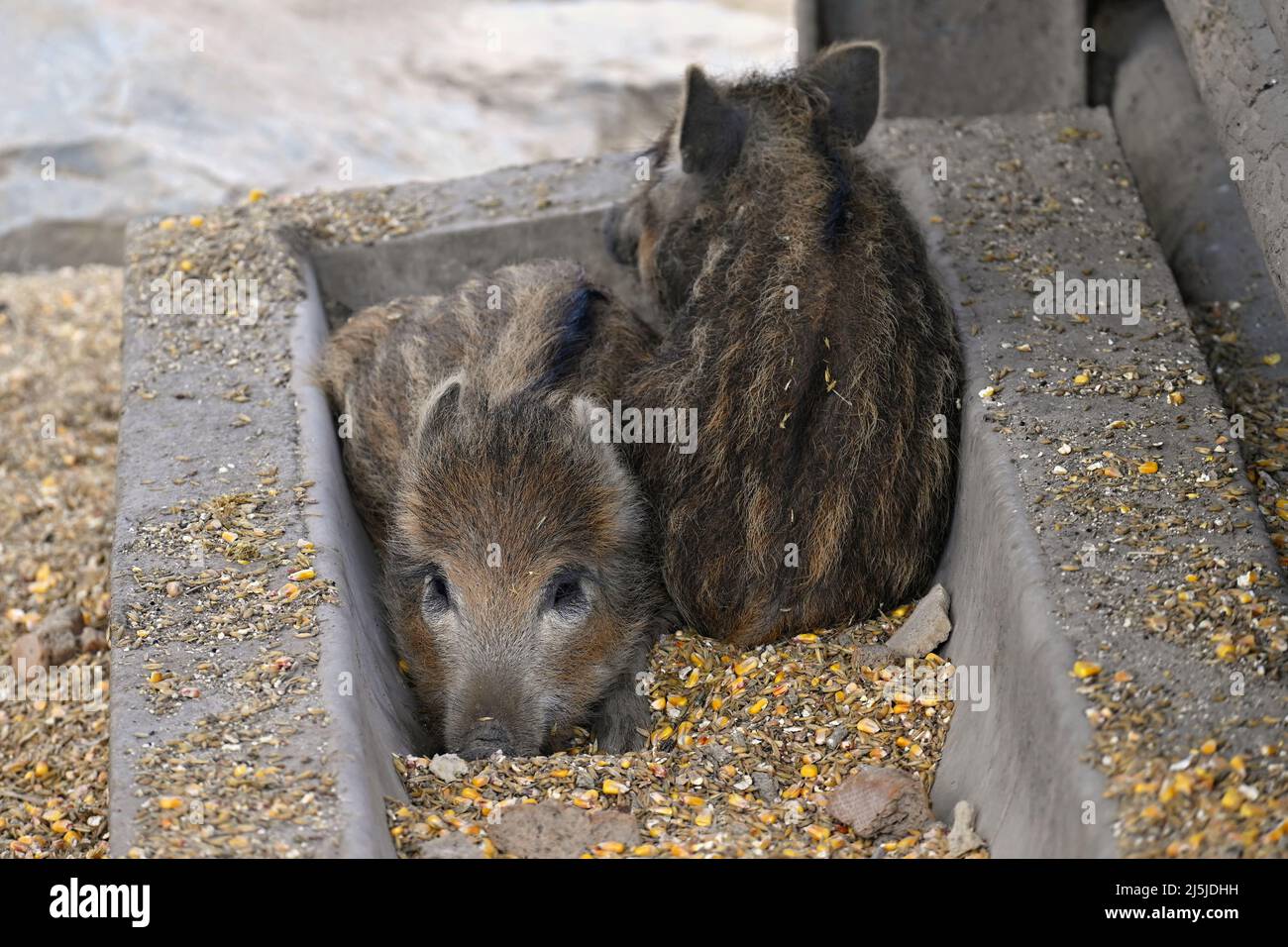 Beautiful little pigs wild in nature. Wild boar. Animal in the forest Stock Photo