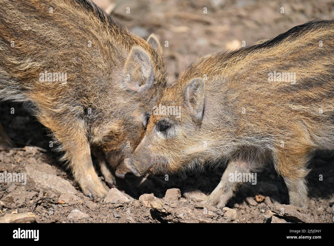 Beautiful little pigs wild in nature. Wild boar. Animal in the forest ...