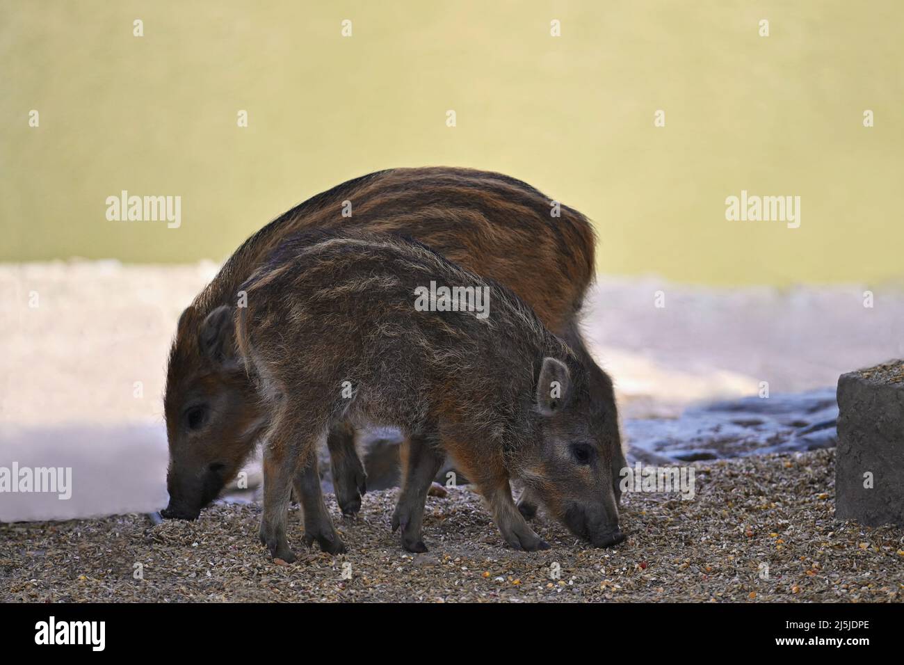 Beautiful little pigs wild in nature. Wild boar. Animal in the forest ...