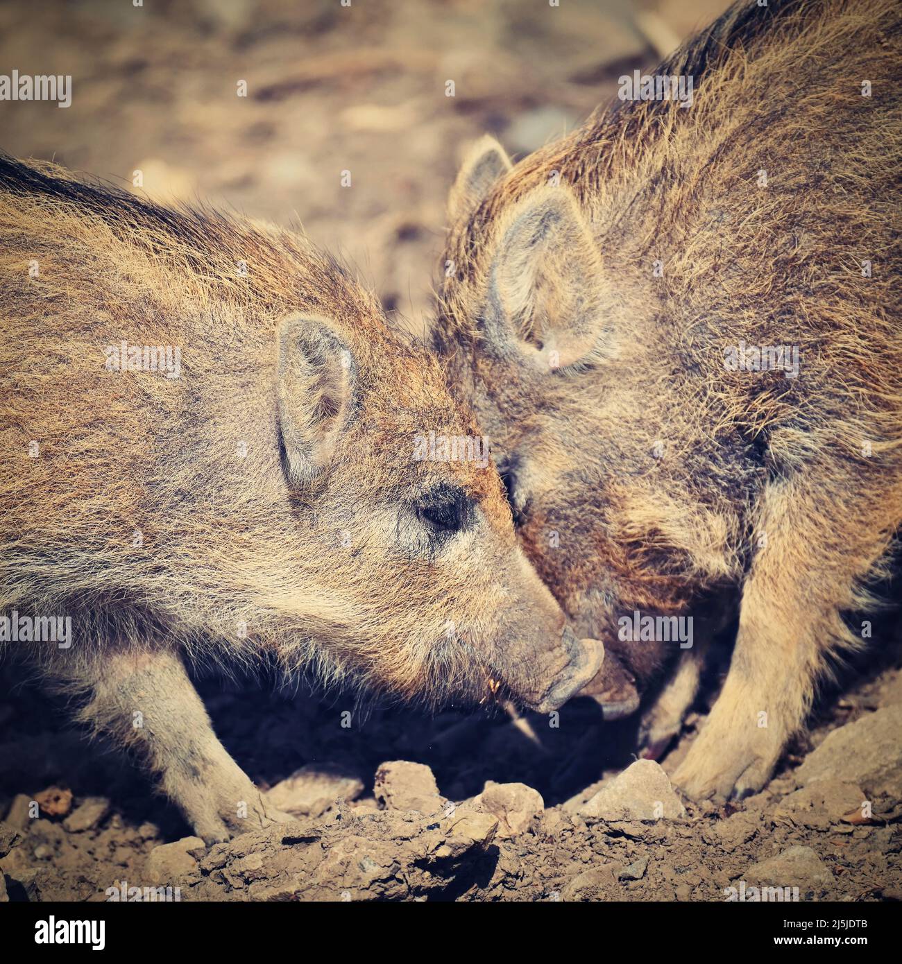 Beautiful little pigs wild in nature. Wild boar. Animal in the forest Stock Photo