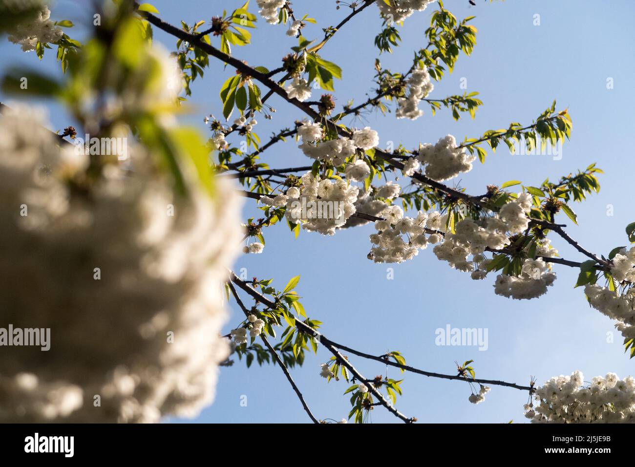 A cherry tree blossoming with white flowers in spring Stock Photo