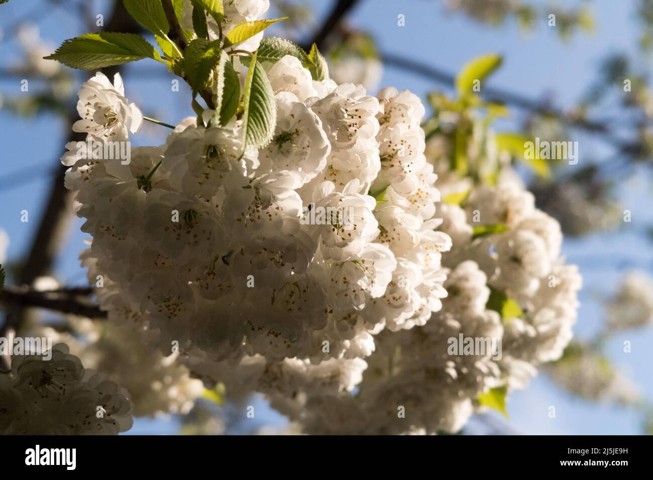 A cherry tree blossoming with white flowers in spring Stock Photo