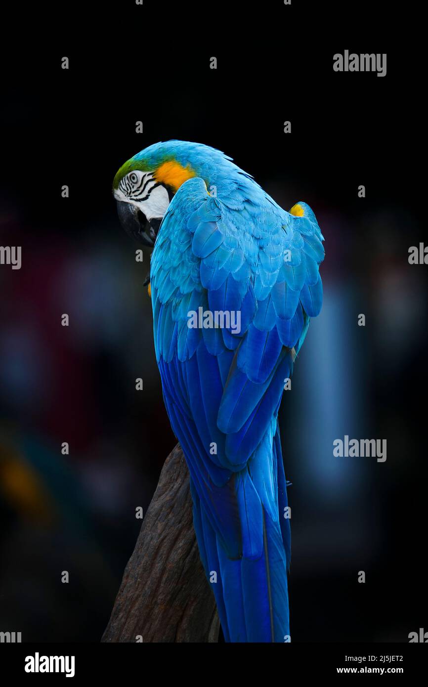 beautiful feather of blue glod macaw bird perching on dry branch Stock Photo