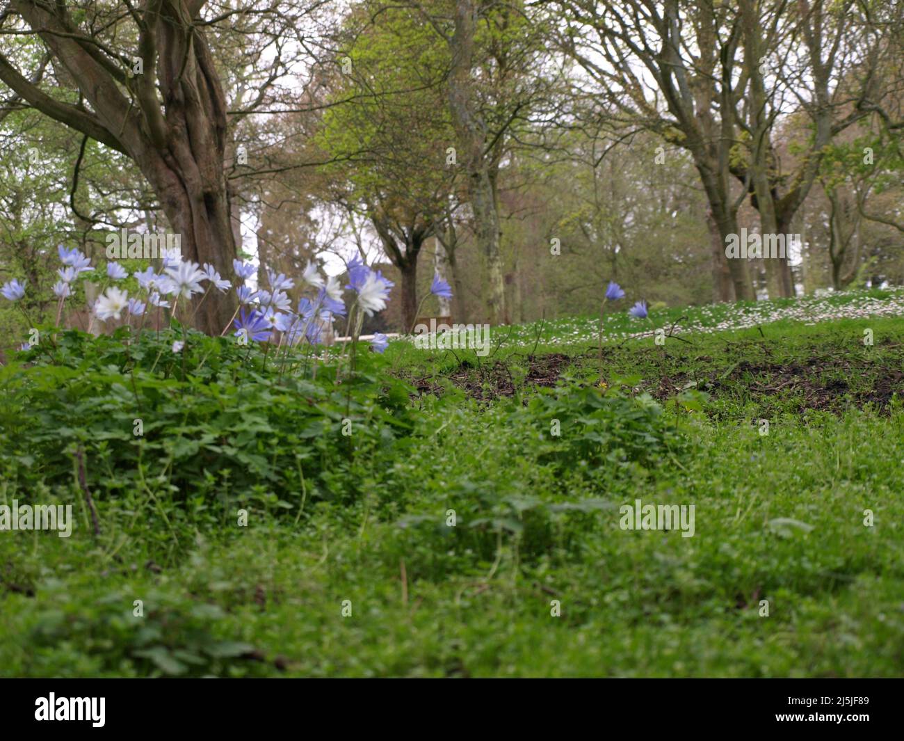 Dublin Ireland Botanic garden flowers creeks and forest Stock Photo