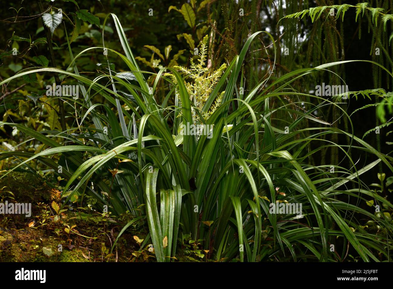 Flowers of the epiphyte Astetlia solandri, in a West Coast rainforest, New Zealand Stock Photo