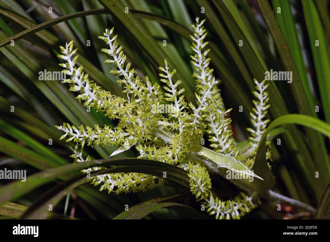 Flowers of the epiphyte Astetlia solandri, in a West Coast rainforest, New Zealand Stock Photo