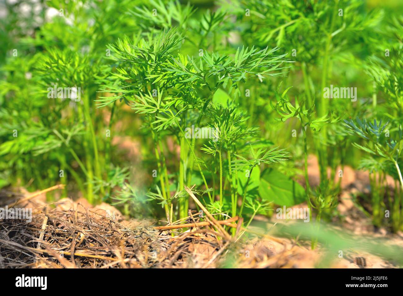 Growing carrot shoots hires stock photography and images Alamy