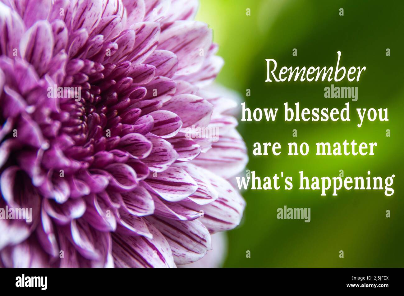Inspirational quote text with purple dahlia flower background. Motivational concept Stock Photo