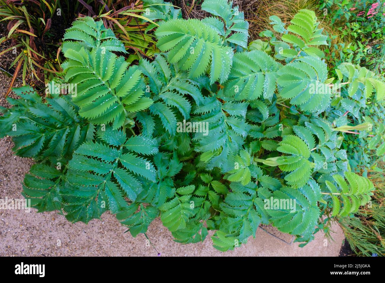 Melianthus major (honey flower) leaves covered with dew Stock Photo