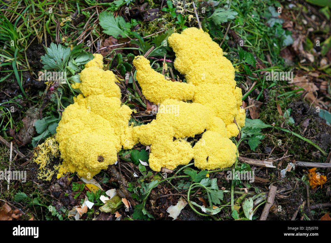 Dog's vomit slime mold (also known as scrambled egg slime or flowers of tan), Fuligo septica, growing on a compost heap Stock Photo