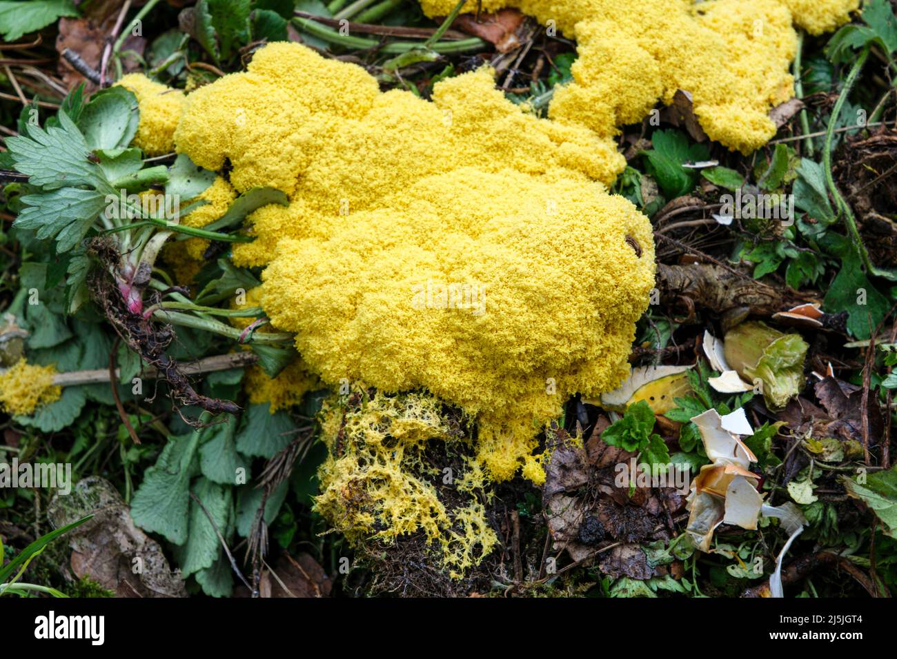 Dog's vomit slime mold (also known as scrambled egg slime or flowers of tan), Fuligo septica, growing on a compost heap Stock Photo