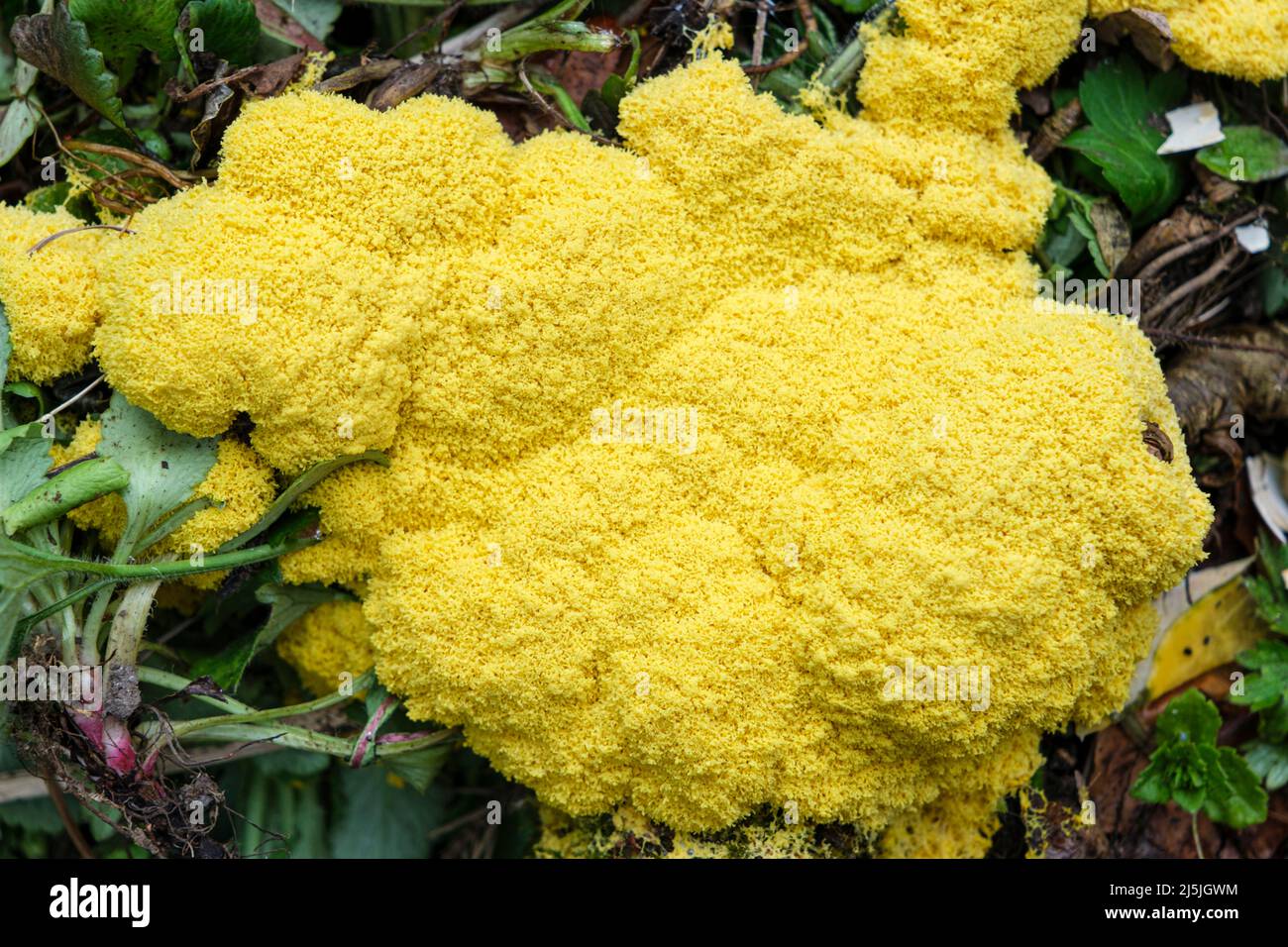 Dog's vomit slime mold (also known as scrambled egg slime or flowers of tan), Fuligo septica, growing on a compost heap Stock Photo