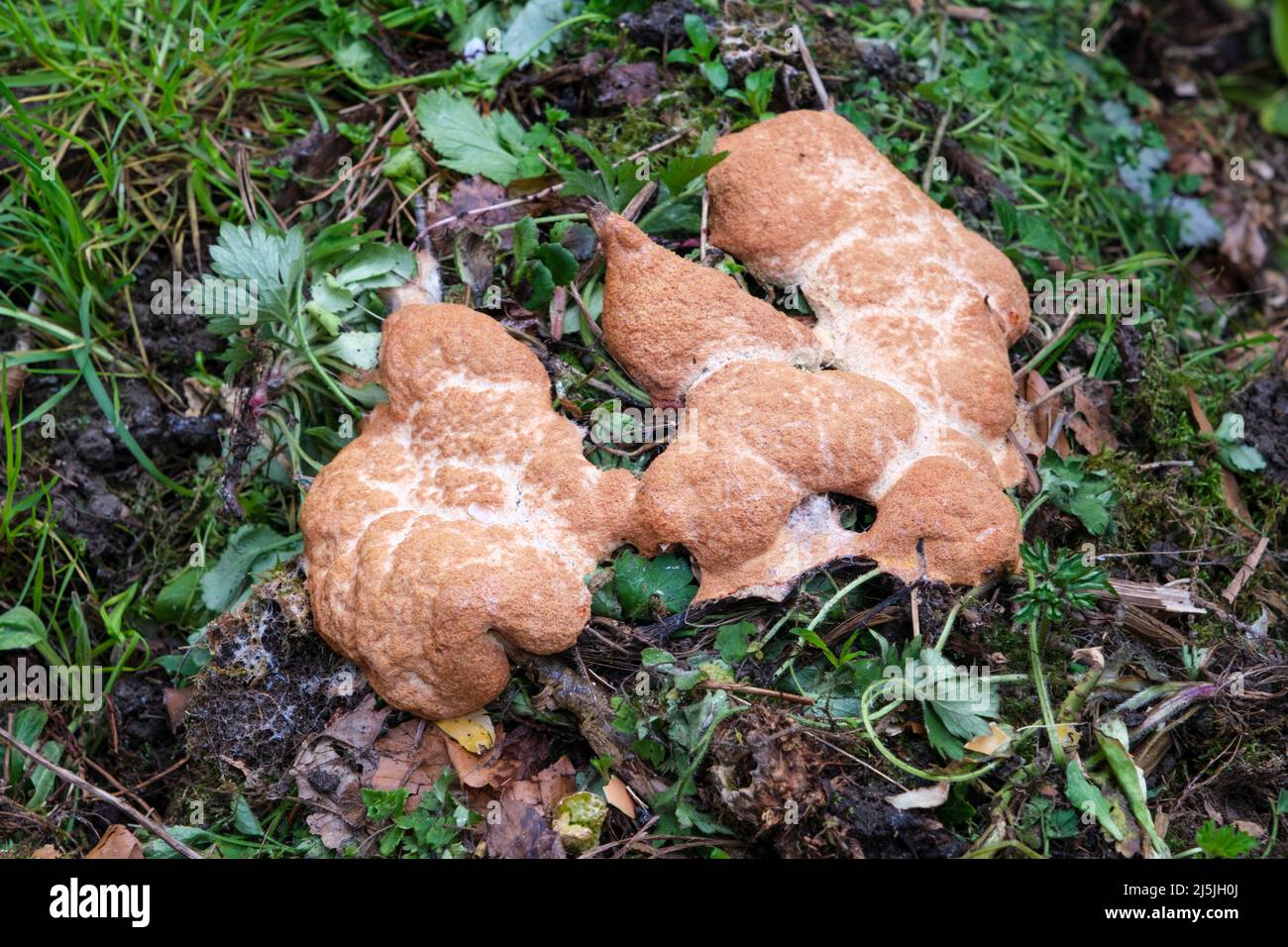 Dog's vomit slime mold (also known as scrambled egg slime or flowers of tan), Fuligo septica, growing on a compost heap Stock Photo