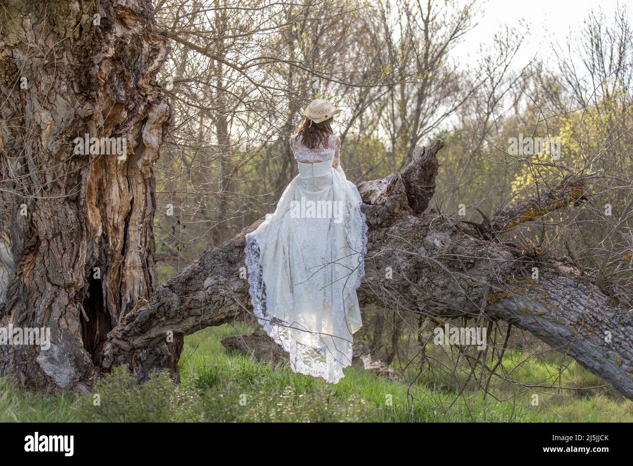 Woman dressed as a bride climbed a tree in the middle of nature ...