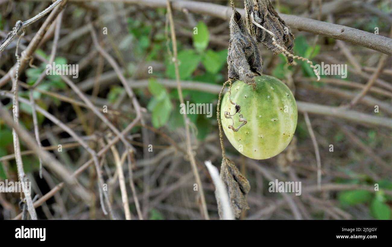 Beautiful ripe fruit of Echinocystis lobata also known as wild,mad cucumber etc Stock Photo