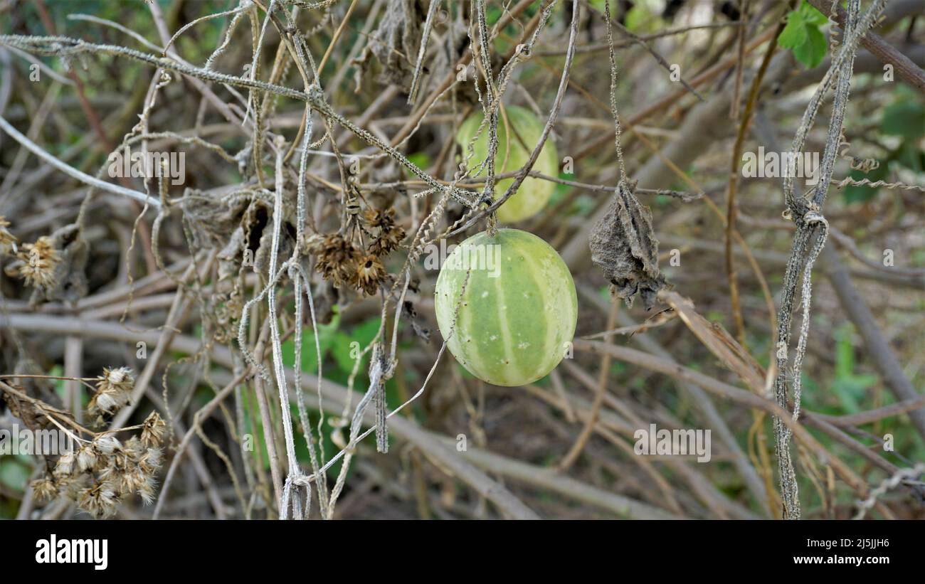 Beautiful ripe fruit of Echinocystis lobata also known as wild,mad cucumber etc Stock Photo
