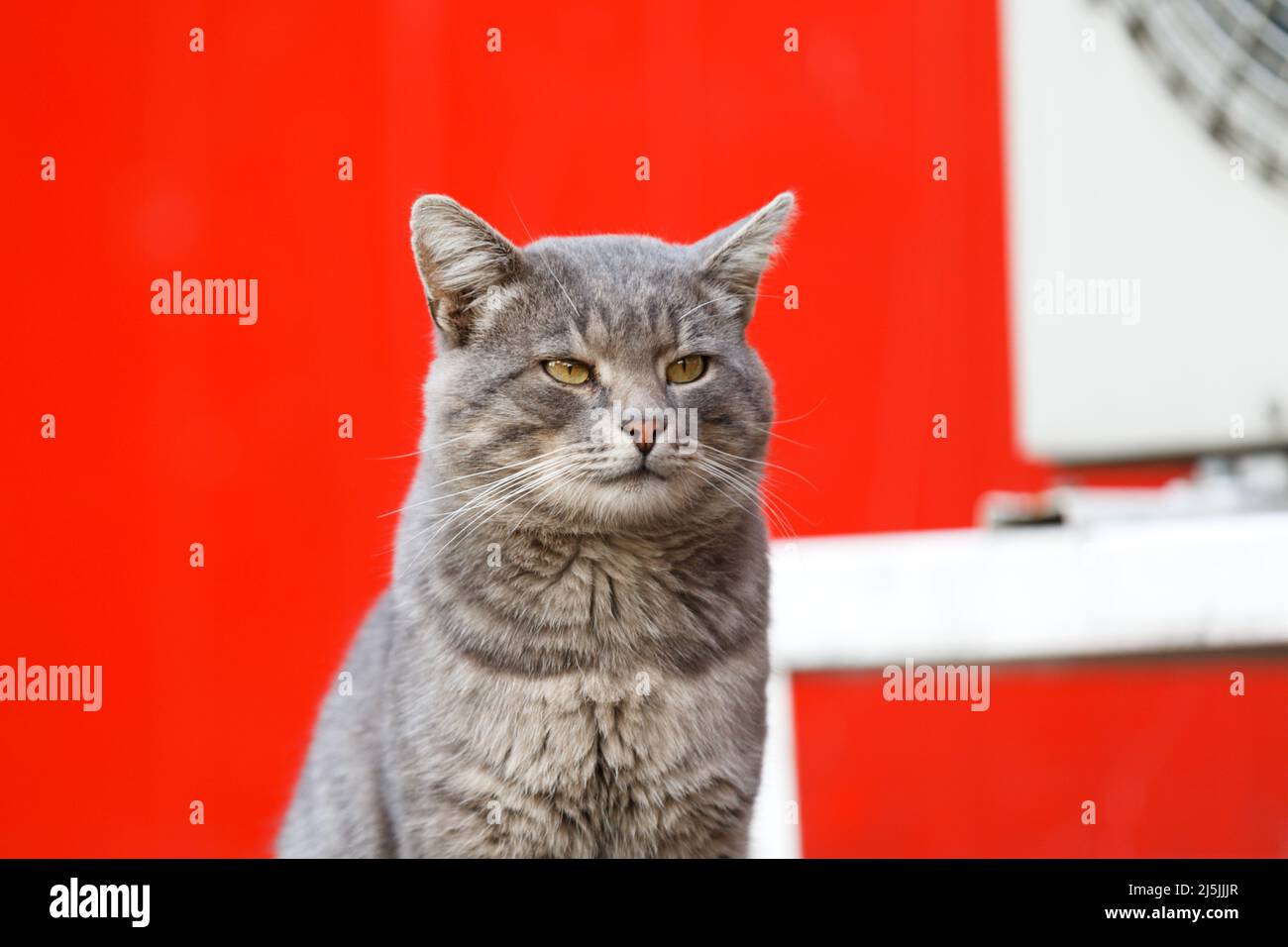 grey street cat. a big cat is sitting outside against a red wall with a hanging air conditioner Stock Photo