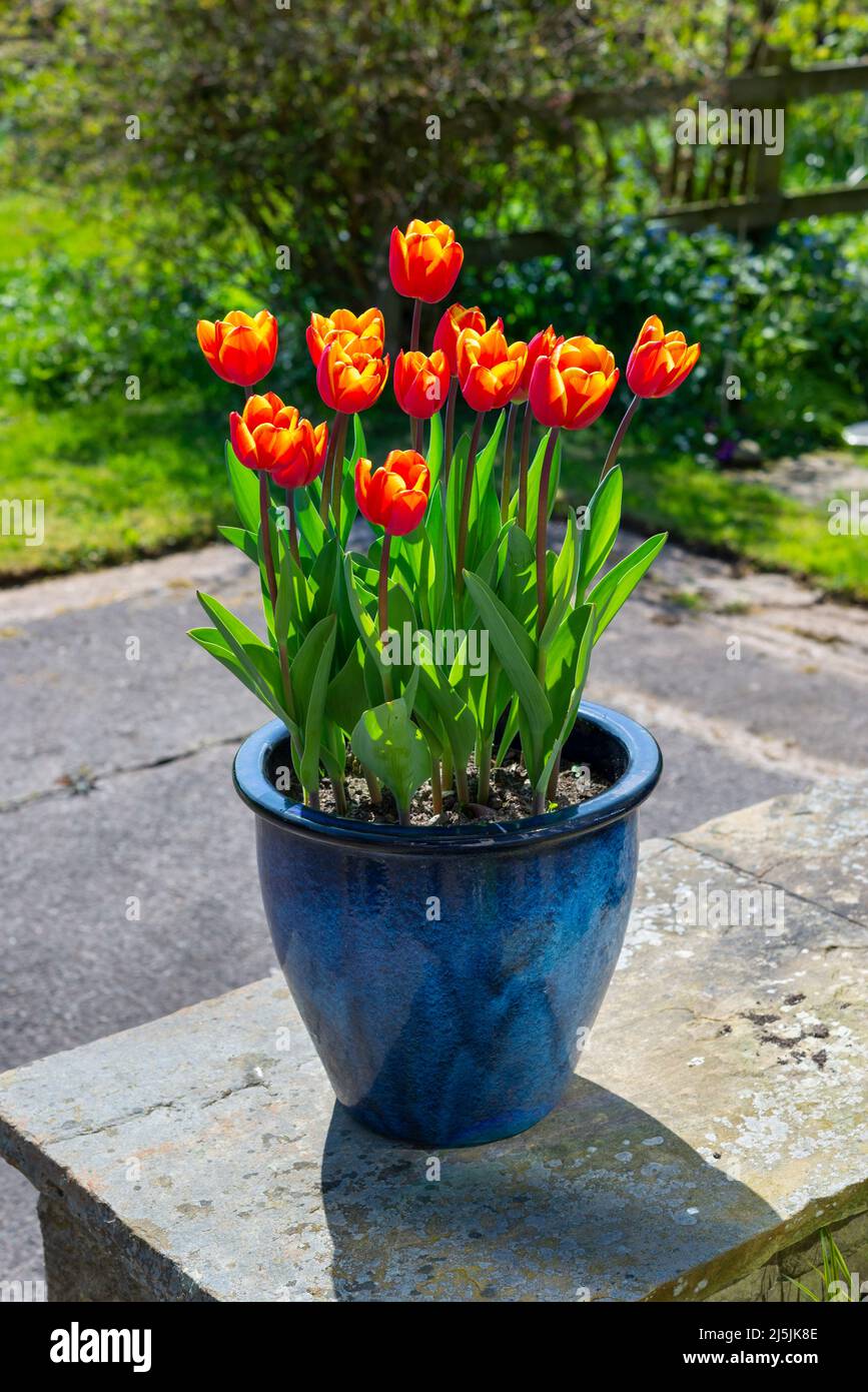 Tulip 'Kings Cloak' with vivid red and orange flowers flowering in late April in a UK garden. Planted in a contrasting blue glazed pot. Stock Photo