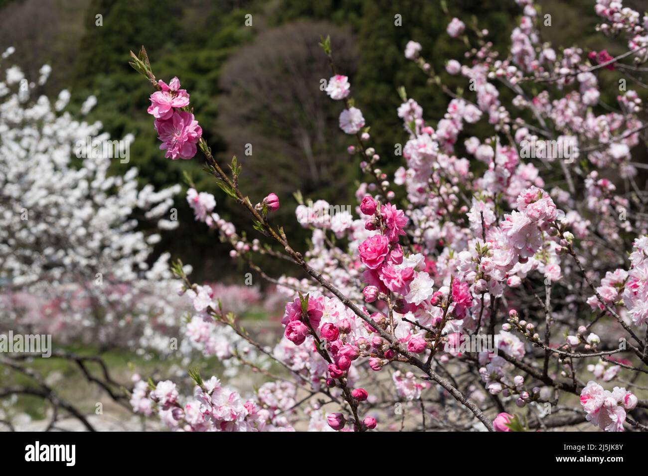 achi village, nagano, japan, 2022/23/04 , Achimura village in Nagano