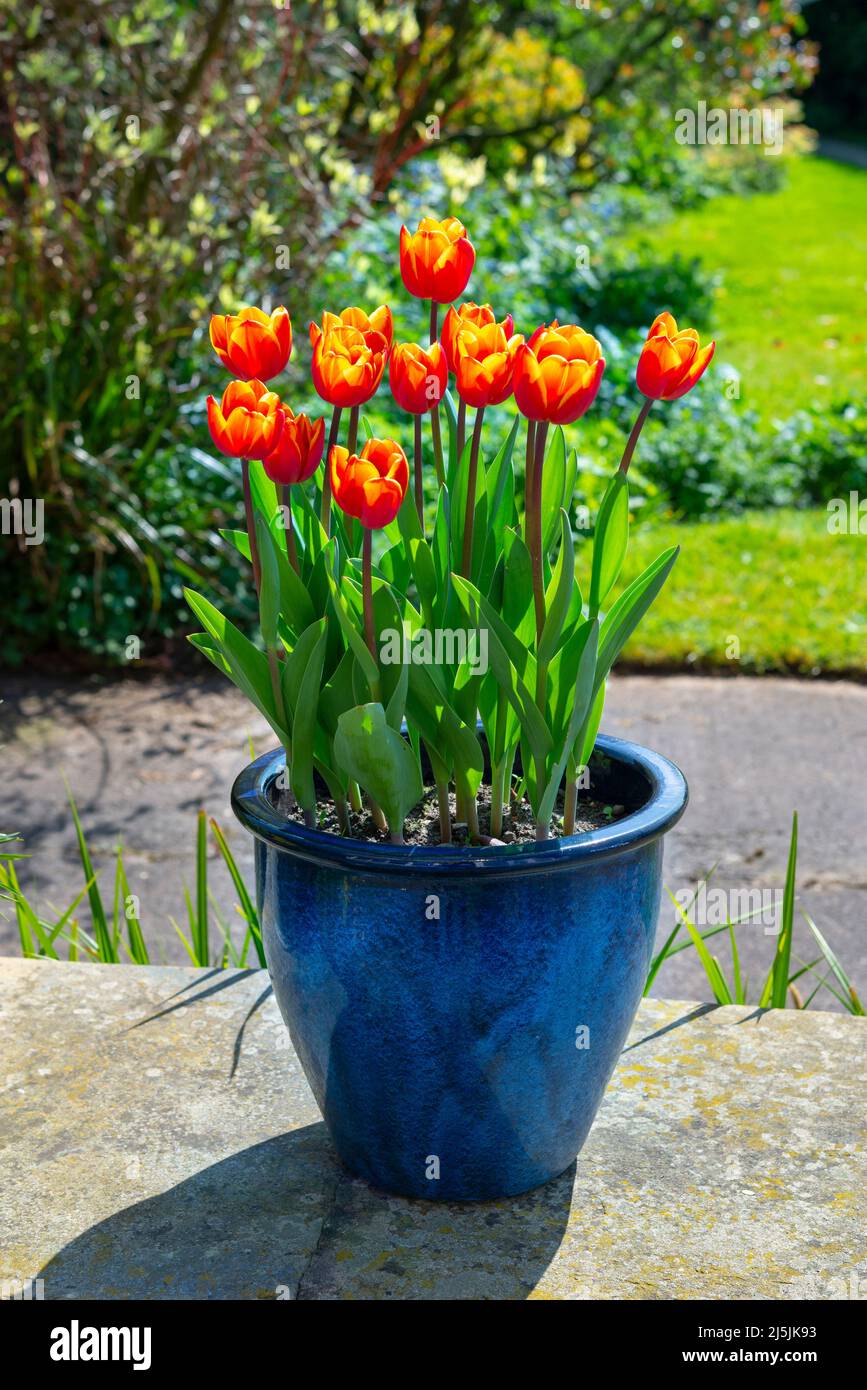 Tulip 'Kings Cloak' with vivid red and orange flowers flowering in late April in a UK garden. Planted in a contrasting blue glazed pot. Stock Photo