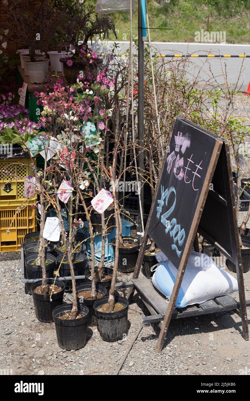 achi village, nagano, japan, 2022/23/04 , Shops selling peach trees at