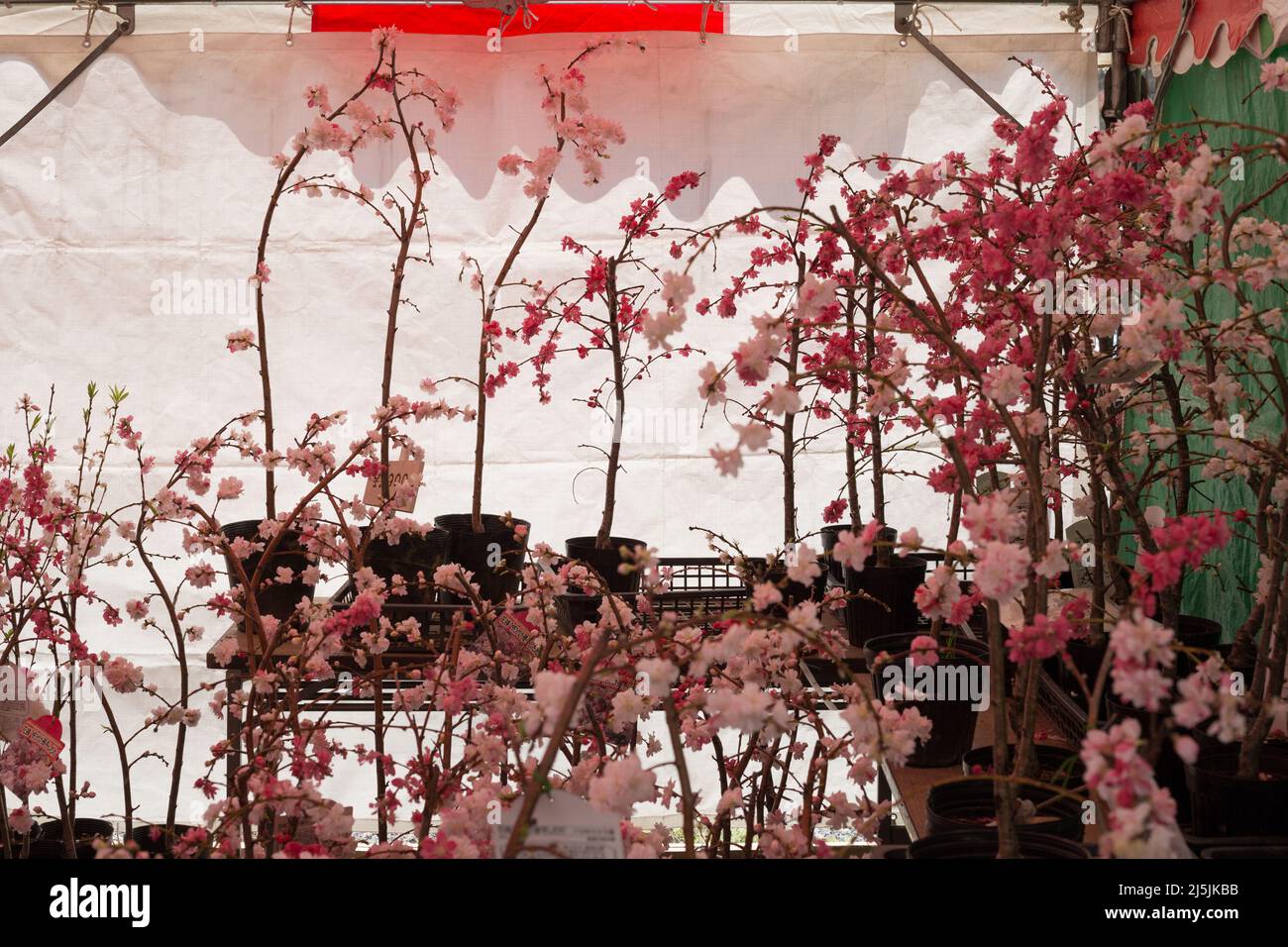 Achi Village Peach Blossom Festival 2024 - Events in Nagano