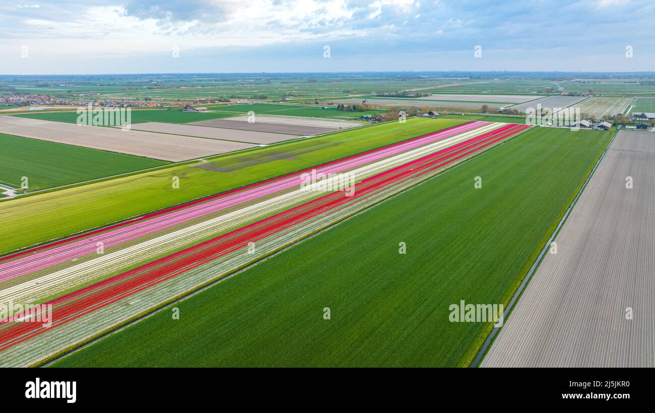 Aerial photo of colorful tulip fields in Holland Stock Photo - Alamy