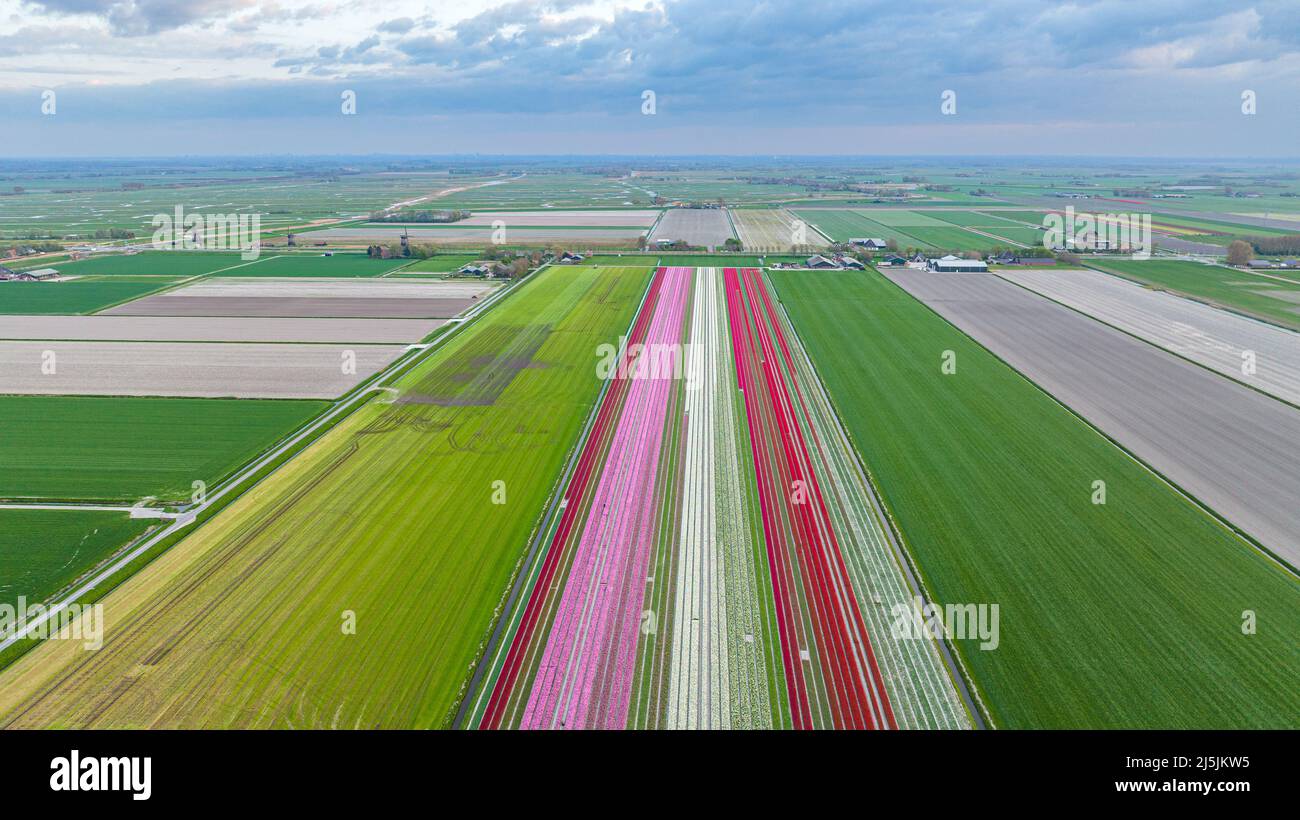 Aerial photo of colorful tulip fields in Holland Stock Photo - Alamy