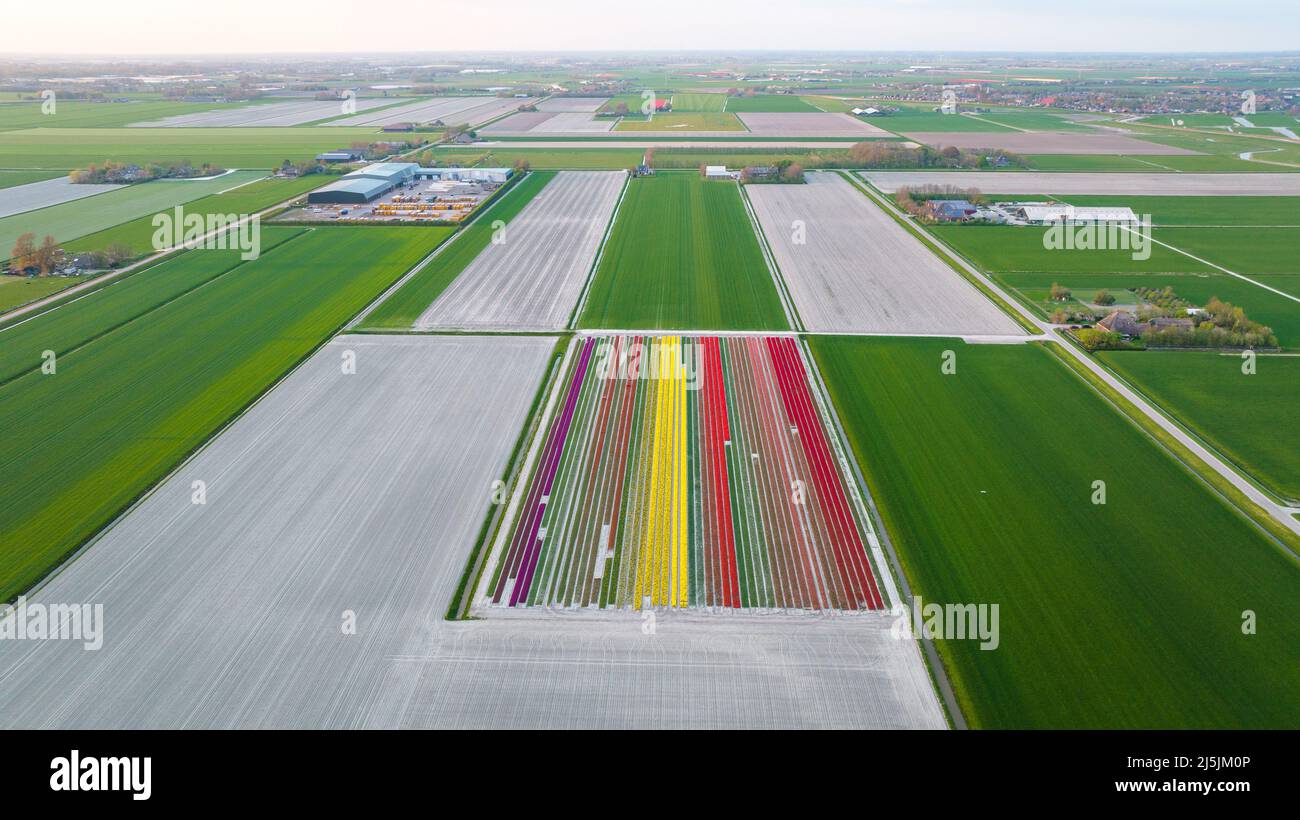 Aerial photo of colorful tulip fields in Holland Stock Photo - Alamy