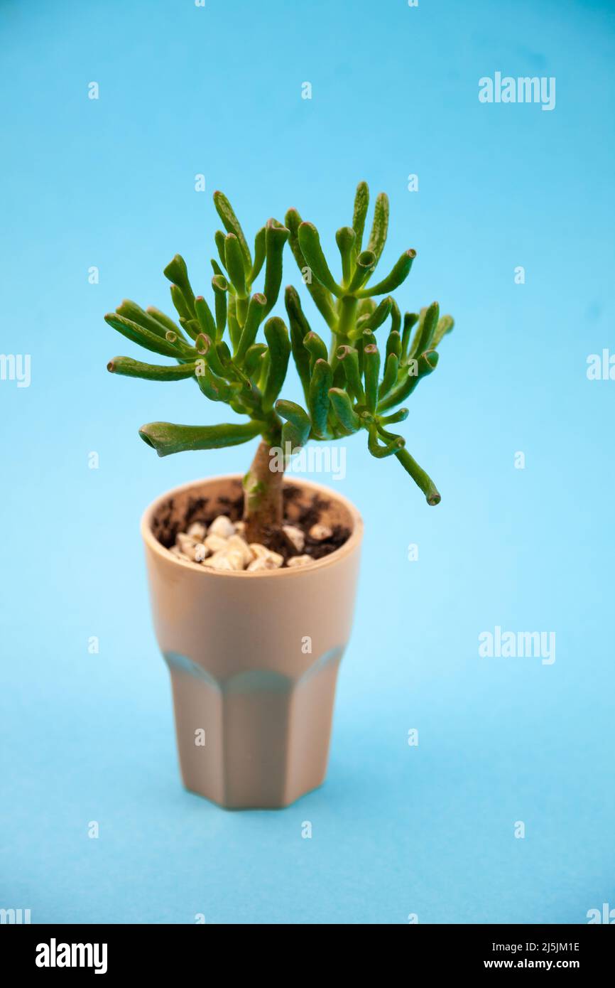 Succulent plant Sedum family Crassulaceae. A flower in a glass with