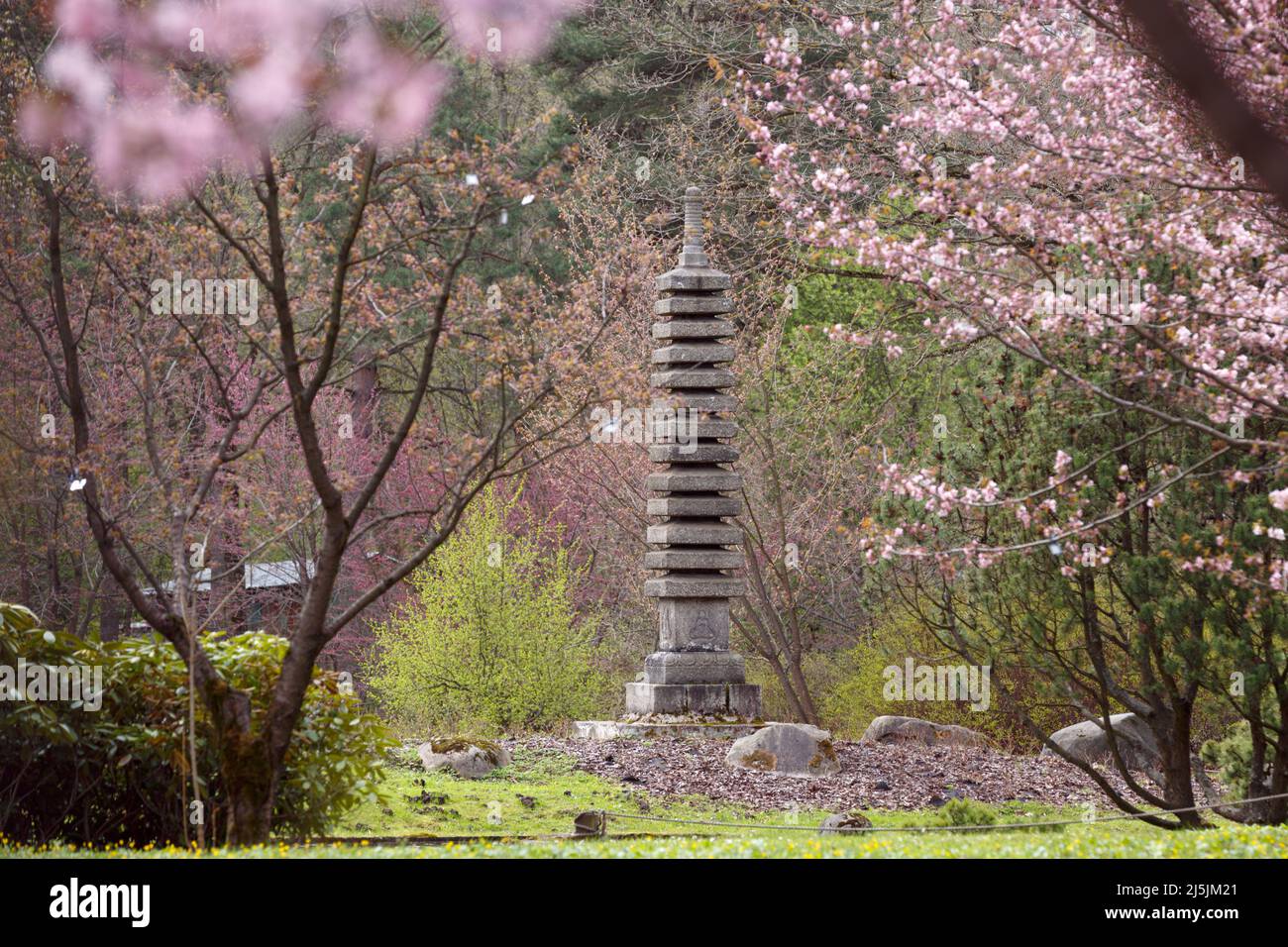 Stone 13-tiered pagoda in the Main Botanical Garden of the Russian Academy of Sciences. Japanese garden with pink flowers. spring nature. Picturesque Stock Photo