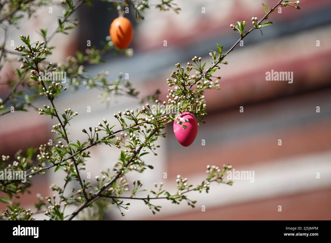 A pink Easter egg is hanging on a branch with cherry tree flower buds. Easter spring background Stock Photo