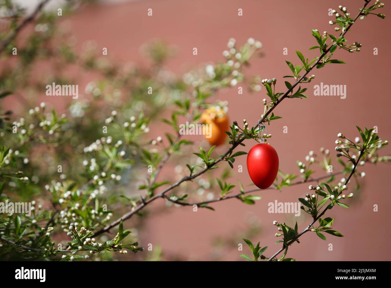 A red Easter egg is hanging on a branch with cherry tree flower buds. Easter spring background Stock Photo