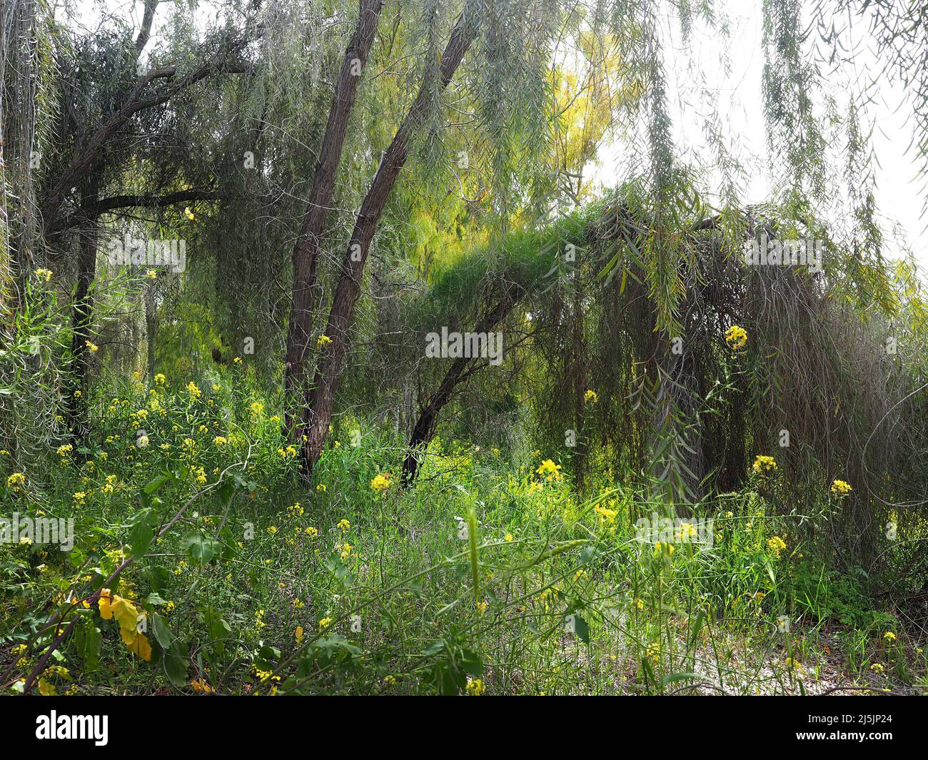 Fragment of the Israeli forest. Southern unusual Israeli forest. Stock Photo