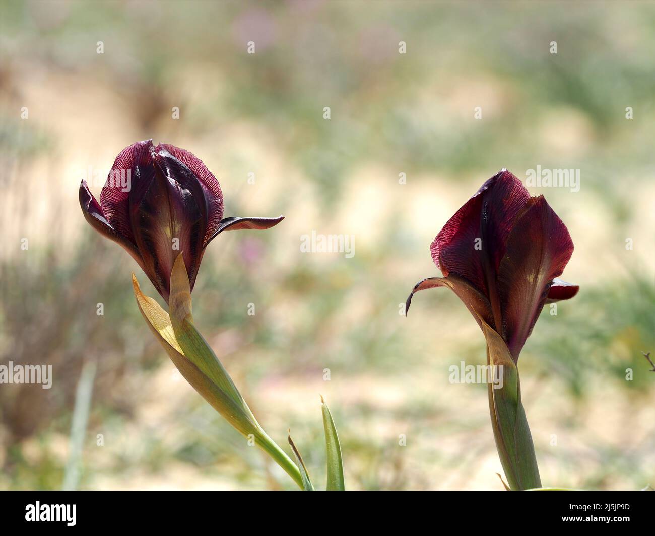 Two beautiful wild irises in the Israeli desert. Stock Photo