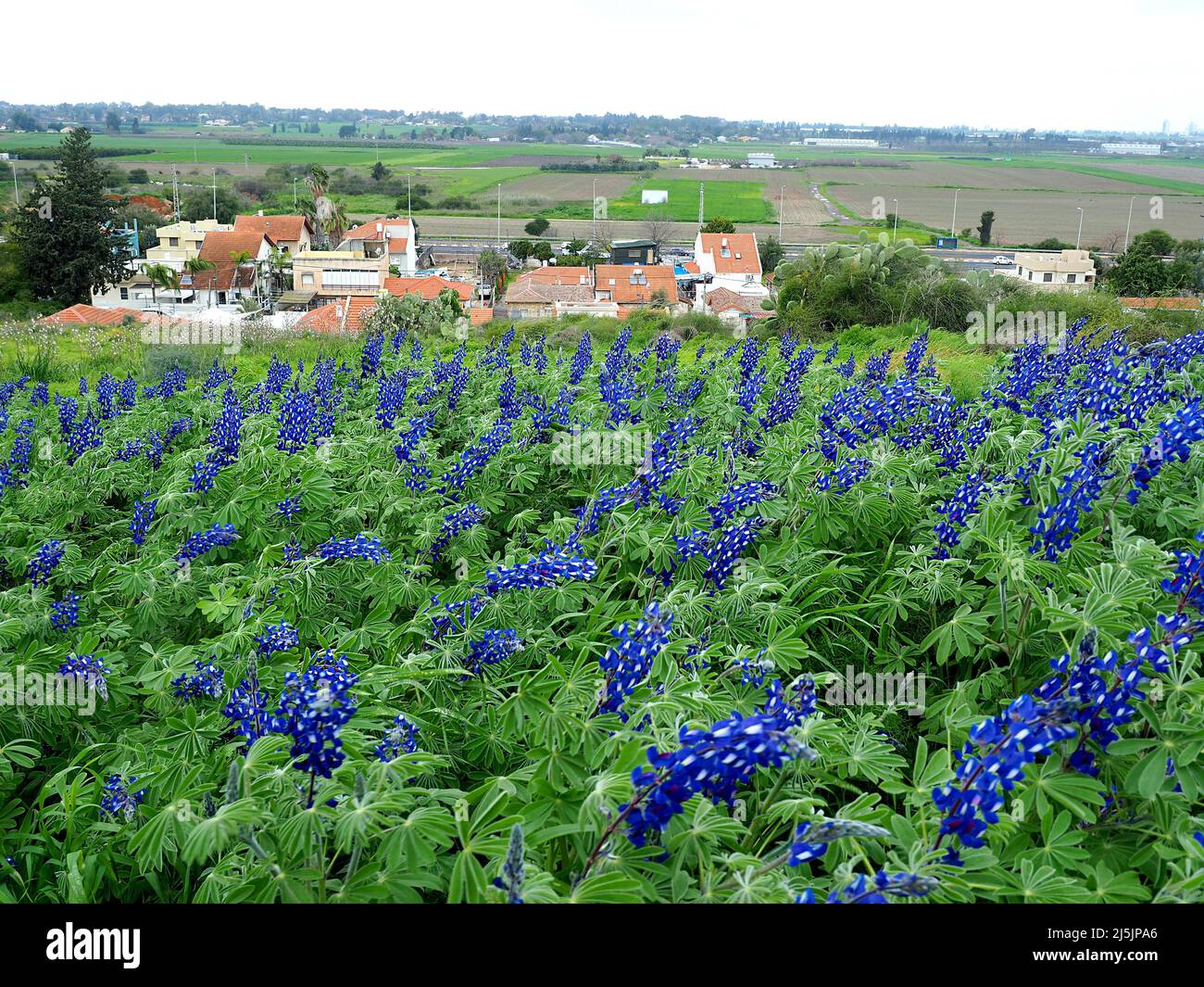 Blue lupins in front of an Israeli village. Beautiful landscape on a cloudy day. Stock Photo