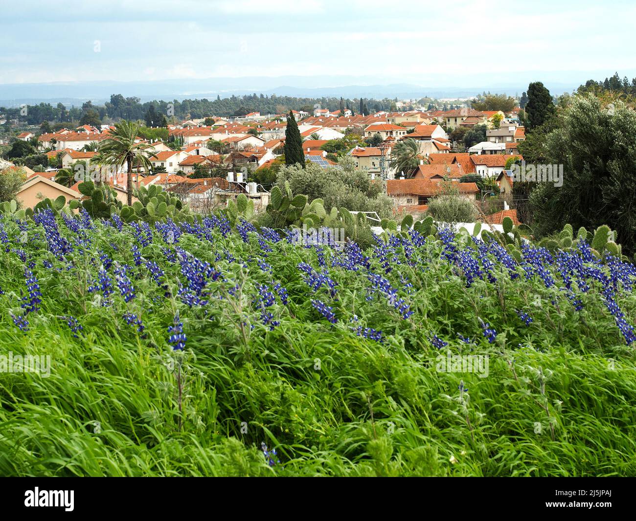 Israeli village in the center of the country.  Blurred foreground. Stock Photo