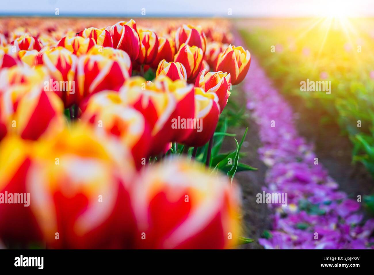Magical landscape with fantastic beautiful tulips field in Netherlands on spring. Blooming multicolor dutch tulip fields in a dutch landscape Holland. Travel and vacation concept. Selective focus.  Stock Photo