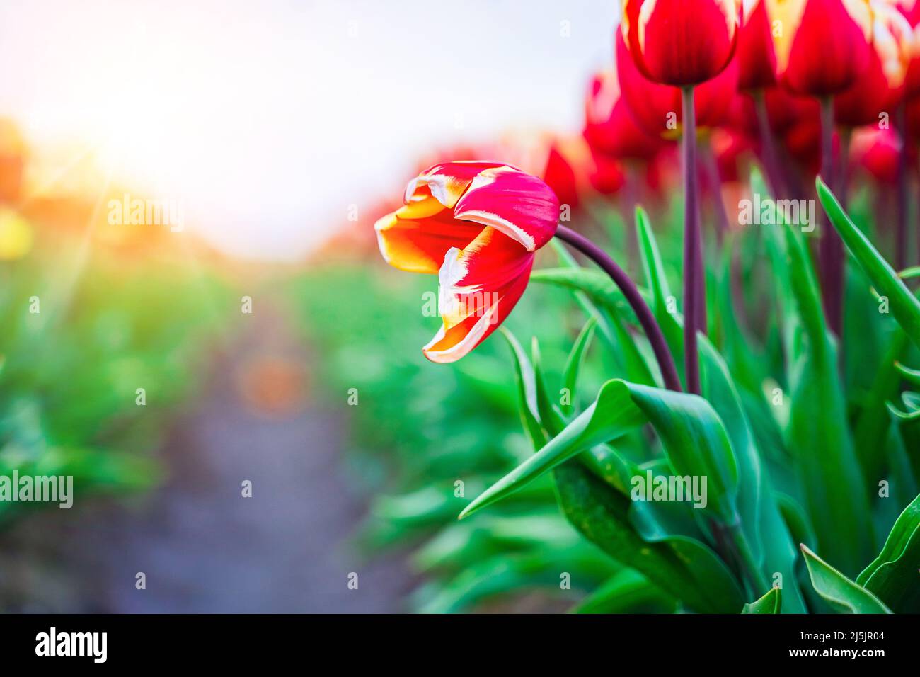 Magical landscape with fantastic beautiful tulips field in Netherlands on spring. Blooming multicolor dutch tulip fields in a dutch landscape Holland. Travel and vacation concept. Selective focus.  Stock Photo