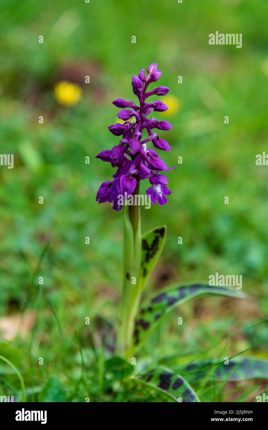 Dactylorhiza purpurella - Northern Marsh Orchid flowers at Jack Scout near Silverdale in Cumbria. Stock Photo