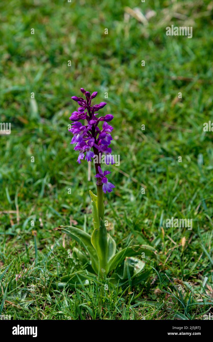 Dactylorhiza purpurella - Northern Marsh Orchid flowers at Jack Scout near Silverdale in Cumbria. Stock Photo