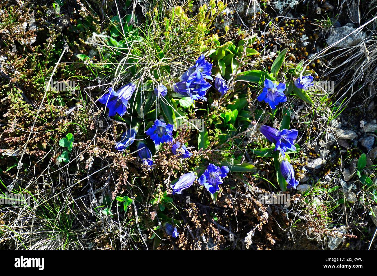 Austria, Tirol, clusius gentian flowers Stock Photo