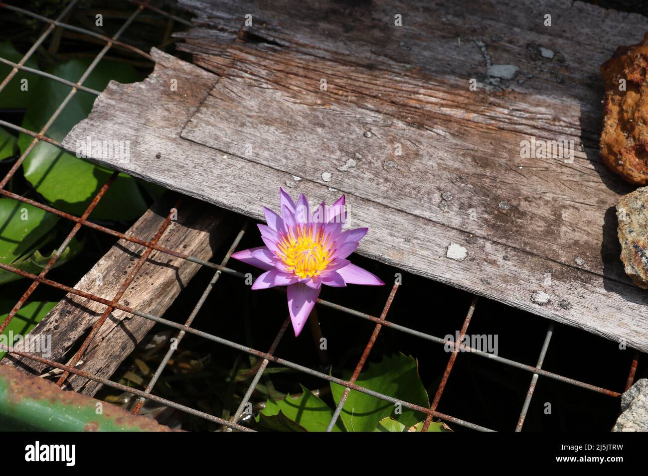 Water lily in fish tank Stock Photo - Alamy