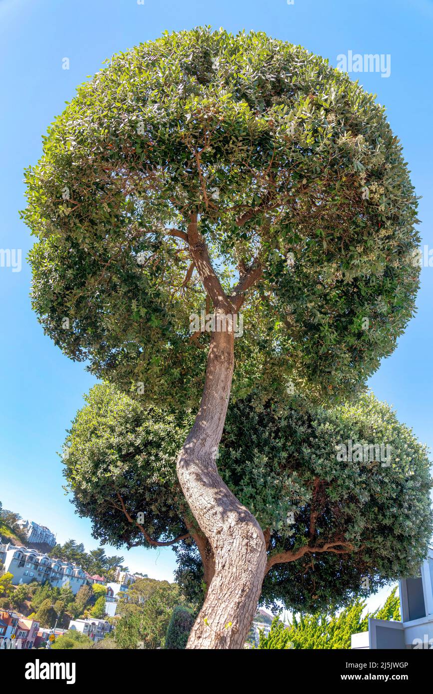 Curved trim hi-res stock photography and images - Alamy